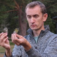 Tarvo Valker @birdinghaapsalu(@TarvoValker) 's Twitter Profile Photo