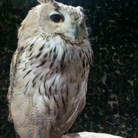 スズメの涙 (@suzumedensen) Twitter profile photo