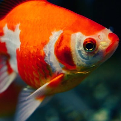 たも 写真垢 出目金可愛い さて今日の夜勤までに少しでも睡眠取れたらいいけど寝れる気がしないから起きてそう あと紅葉撮りに岡山まで帰るかな ただひとりで行くことになりそう 寂しい 写真好きな人と繋がりたい ファインダー越しの私の世界 たも 写真垢 出目金可愛い さて今日の夜勤までに少しでも睡眠取れたらいいけど寝れる気がしないから起きてそう あと紅葉撮りに岡山まで帰るかな ただひとりで行くことになりそう 寂しい 写真好きな人と繋がりたい ファインダー越しの私の世界