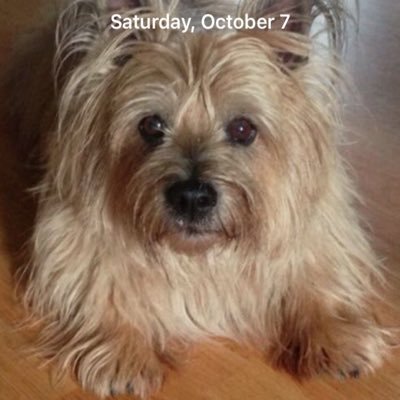 anna0364's profile picture. Christian✝️ American Patriot🇺🇸, Animal Lover (#RIPMyToto) Buffalo Bills Fan ..#Bills Mafia Michael Weatherly/Cote dePablo