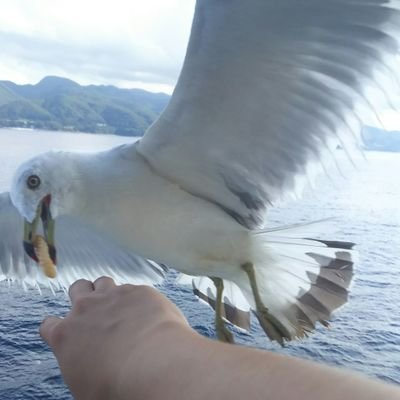 かぼんさんのプロフィール画像