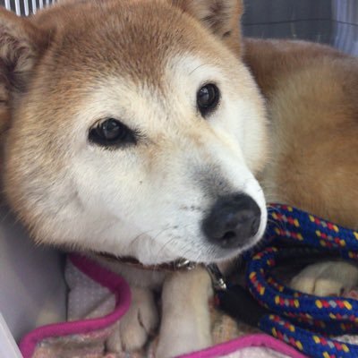 RrZZLnlZW2A7nDl's profile picture. 犬が大好きな人達と繋がりたいですフォローお待ちしてます🤩上げた投稿にいいね押してくれると嬉しいです😚コメントもお待ちしてます😆無言フォローすいません                  🙇#フォロワー募集中