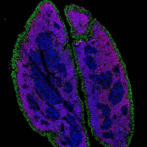 Thymus Immunology Research Lab
Interested in factors regulating the development of self-tolerant T-cells.