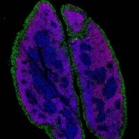 Anderson Immunology (@uobanderson) 's Twitter Profile