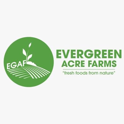 Evergreen Acre Farms grow, process and export fresh vegetables for consumers across the globe🌍 on our large farms here in Ghana 🇬🇭.