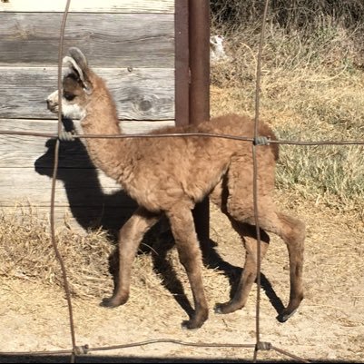 Our little farm is being developed into a sanctuary for migrating wildlife displaced by rural housing developments.  We also support fundamental human rights.