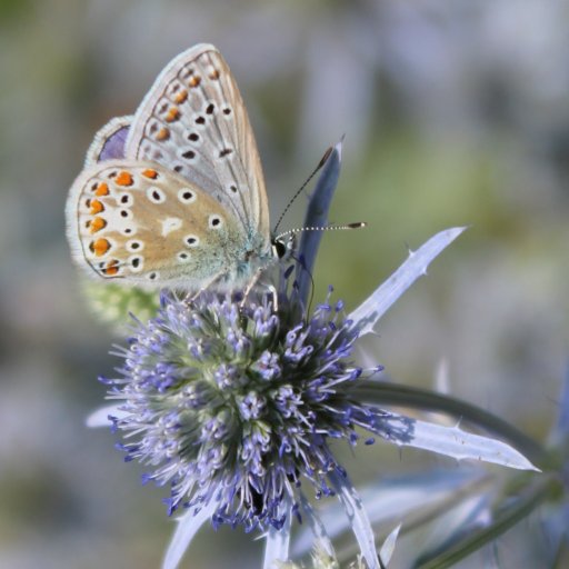 Birds, plants, trees and everything outdoors and wild - nature cure