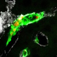 AGonzalez_Lab (@agonzalezlab1) 's Twitter Profile Photo AGonzalez_Lab (@agonzalezlab1) 's Twitter Profile Photo