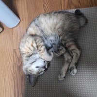 ðãŠãã·ã©ð (@yukisir_17893) 's Twitter Profile