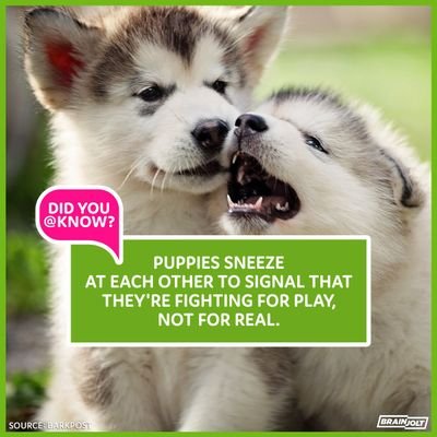 Here fun facts about animals will be shared and also fun photos of yourselves with your new pet at home doing something adorable. Enjoy the happiness!