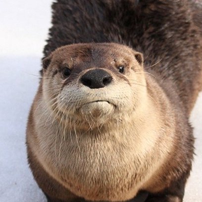 OtterlyAnnoyed