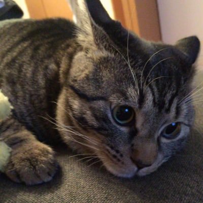 eitoir's profile picture. 大学職員歴15年目 首都圏私立大学(工学)→首都圏私立大学(芸術) 現在2つ目の大学で入試広報系の部門で奮闘中ですが、学生に直結する部門をほとんど経験してきてます。（猫）飼ってます。正直うちの猫より可愛い猫は見たことないです。