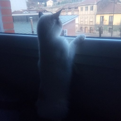 Jugador empedernido.Aburrido.Metalero.Analista de seres humanos.Amante de los gatos.19 dedos,el otro se dio a la fuga..Aficionado a la historia antigua,cine..