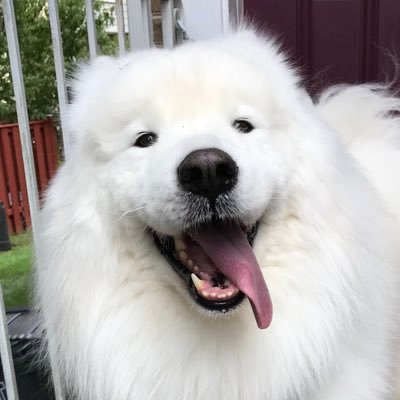 🏳️‍🌈I'm a happy #samoyed livin in the DC burbs wif my Mommy, @LawverSays! I love cuddles, apples & lookin fluffy for the ladies! Will you be my friend? He/Him