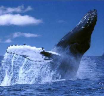 2mexico's profile picture. We offer the very best Deals and Daily Specials for Resorts, Hotels, Tours, Rentals, Golf Fishing, Rental Cars, Real estate, Timeshare and Fractionals in Mexico