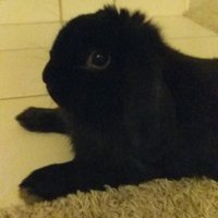Matt, Dr. Bunny Keeper 🐰 (Taylor's Version)(@05HAWKI) 's Twitter Profileg
