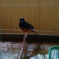 rohmadjcs's profile picture. 