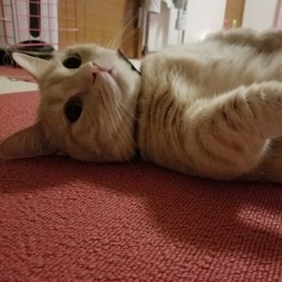 sakurumi29's profile picture. 猫好きです♡ฅ•ω•ฅ♡💕
2匹と楽しく生活中♡♡♡
スポーツ観戦大好きｯｯｯฅ•ω•ฅ♡!!!!!!オリンピック大好き( *¯ ꒳¯*)!!!!!!

特に✨箱根駅伝✨大好きですｯｯｯ\( ΦᆺΦ)/🎶!!!!!!