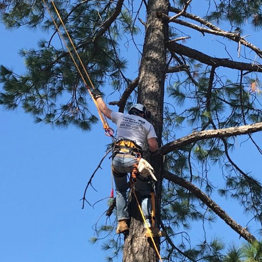 VOTED BEST OF DENTON 2020.
Denton TX Tree Service that provides top tree services i.e. tree trimming, tree removal, stump grinding, & more!