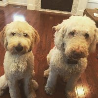 Puppy Jack (@wvudogfather) 's Twitter Profile Photo Puppy Jack (@wvudogfather) 's Twitter Profile Photo