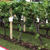 englishfizz.co.uk (@englishfizzcom) 's Twitter Profile