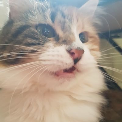 lulu04207's profile picture. LOVE..#ILoveMoney #CharmSchool #RockOfLove, #FlavorOfLove #ILoveNewYork #TeenMom #90dayfiance & all that high class TV! Don't try to be but a bit political