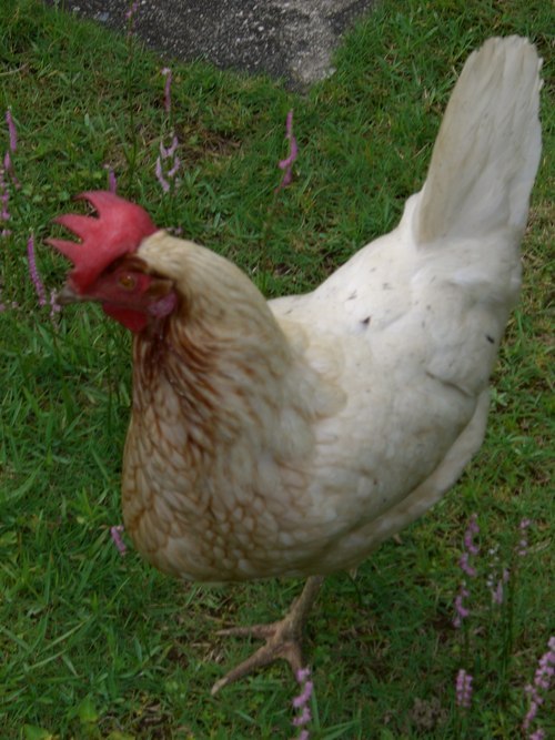 mihokok's profile picture. 