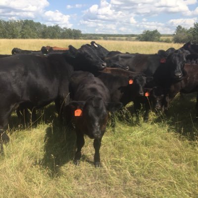 Husband, proud father of three! Farmer and rancher raising grain, Maine-Anjou and Angus Melfort Sk. Canada