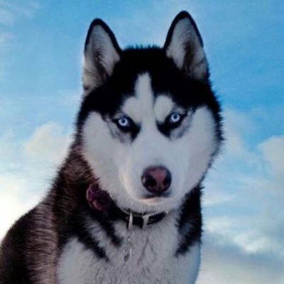 ladyhuskieshhs Profile Picture