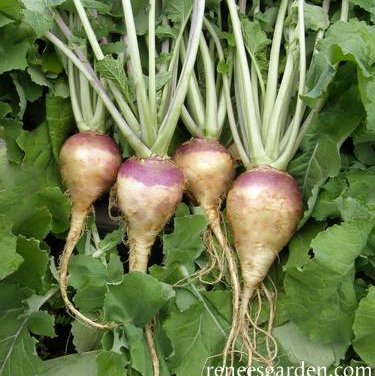 @Turnip2020! Can you dig it? The root vegetable community is ripe for a leader! 🌊🌊🌊🌊🌊🌊