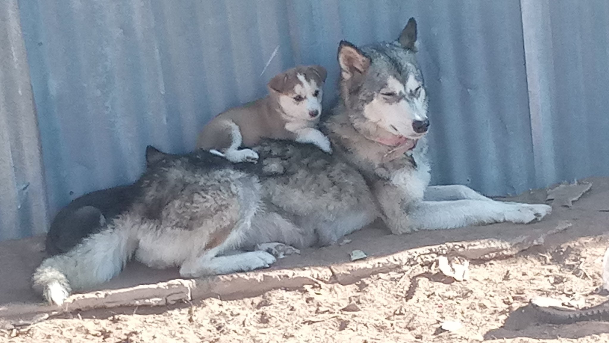 CivilNoir's profile picture. that how it’s spelled