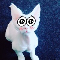 BuzZenitH ٩(๑˃́ꇴ˂̀๑)۶ (@buzzenith) 's Twitter Profile Photo