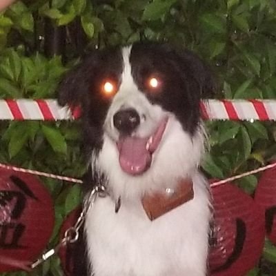 🐶ボーダーコリー(bordercollie)福　男の子奈良県🇯🇵🏡
毎日早朝山登りで同じ場所:時間に撮ってます‼
大きな変化ないですが…
無言失礼します🙇⤵️