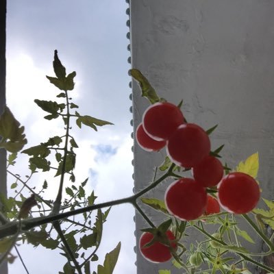 매국적 사드배치 배은망덕 문재인을 규탄한다! 불법사드 폭력배치 나라땅 팔아먹는 매국노 #문재인 반성하라! 촛불등에 칼꽂고 성주에 사드박는 문재인을 반대한다! 성주 골프장 53만 4천평. 사실상 미군에 바치는 사드배치 반대한다! #문재인_사드철거_명령하라
