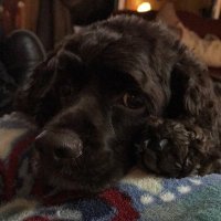 Joe C (@joe_shmo_216585) 's Twitter Profile