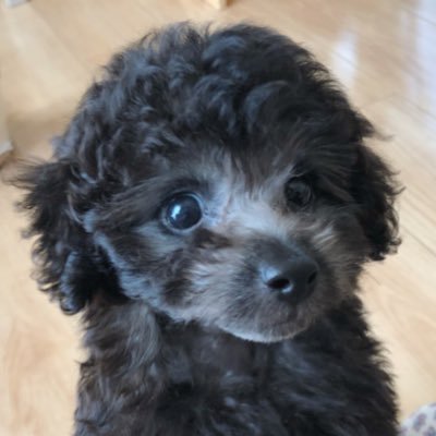 初めての愛犬🐩こなつです。2017年5月生とても活発なトイプードルよろしくお願いします。新しく家族を迎えました。2018年6月生まれ男の子 プティです！ 無言フォロー失礼します🙇‍♀️ #トイプードル #愛犬