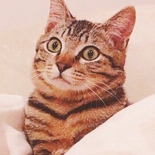 Vpih3qxhZxCo12Z's profile picture. ジャム魂オーラス初参戦のeighterです🍊   スピッツも大好きです。