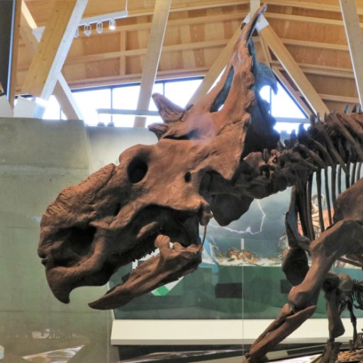 AncientAnatomy's profile picture. The collective voice of Corwin Sullivan’s palaeontology lab at the University of Alberta. We mostly study archosaur structure, function and evolution.