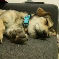 PaNiet (@felipepazn) 's Twitter Profile