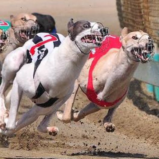 Southland Greyhound Racing Club for the latest news, tips and interviews.