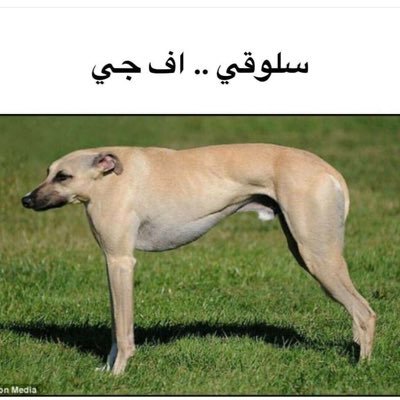 أعوذ بك ربي من مزاج يُقلّبني حسبما جادت بهِ نفسه. حياكم بسنابي Raed003