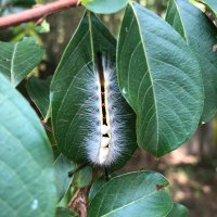 John J Riggins (@bugsnforests) 's Twitter Profile