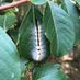 John J Riggins (@bugsnforests) Twitter profile photo John J Riggins (@bugsnforests) Twitter profile photo