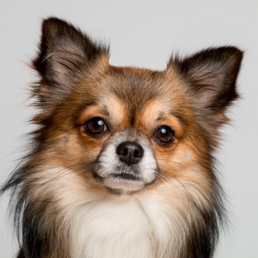 We blog... about Dogs, Cats, Hamsters, Fish and BIRDS.
