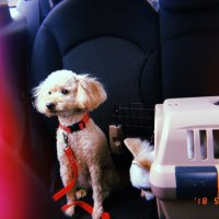 小麦 (@komuginoe) 's Twitter Profile