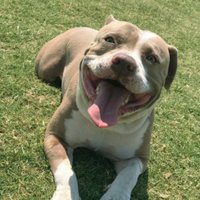 HappyDogHappyOwner(@HappydogHappyO) 's Twitter Profile Photo