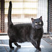 RSPCAHerefordshire (@rspcahereford) 's Twitter Profile