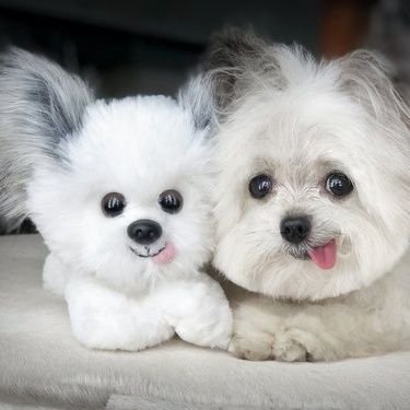 We love dogs. will bring you lots of goodies from the dog world. enjoy