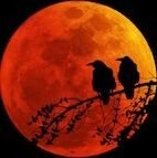 NEXT495's profile picture. 掃き溜め。月は夜、夜は月。第二のアカウント