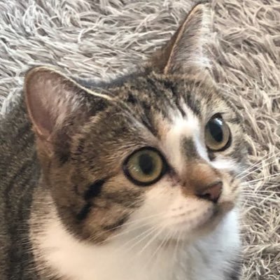 babycat_jiji's profile picture. 아기고등어 지지 🐈 출처표기시 트위터 재업 가능 개인 SNS 프사 가능 https://t.co/4cwsHKttFd   2017.08.19~🐾